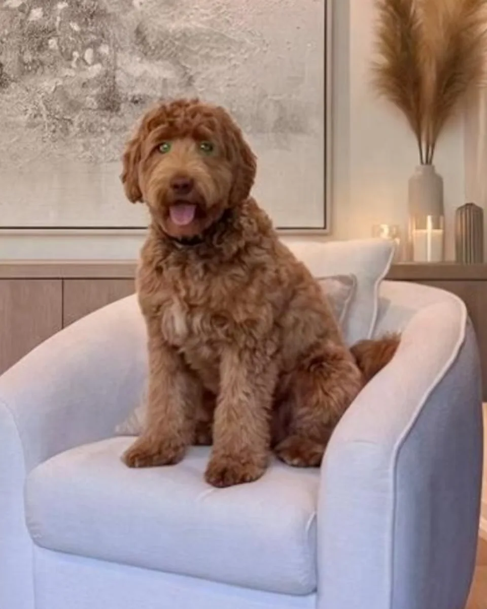 Sir Olivarius in an armchair