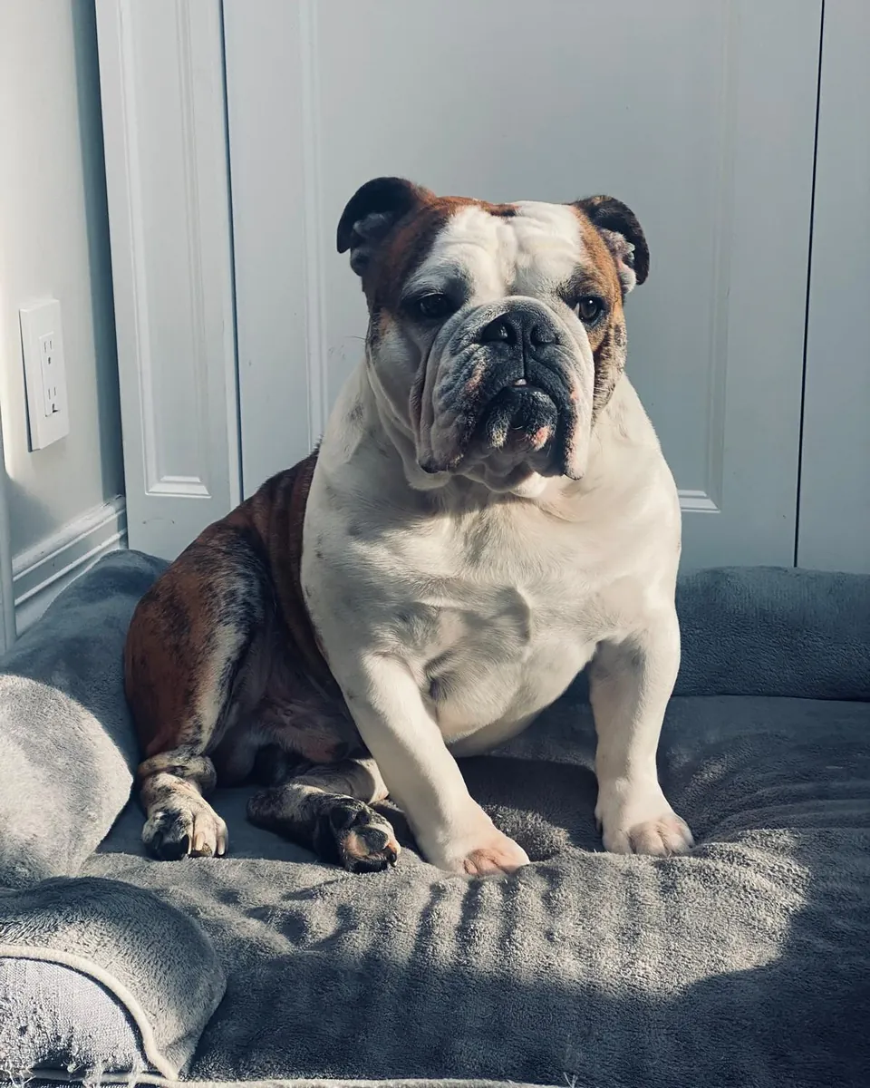 Sir Winston, English bulldog